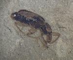 Curculionidae sp. LATREILLE 1802 (Rsselkfer) - Bild © FossNet FossilienStore